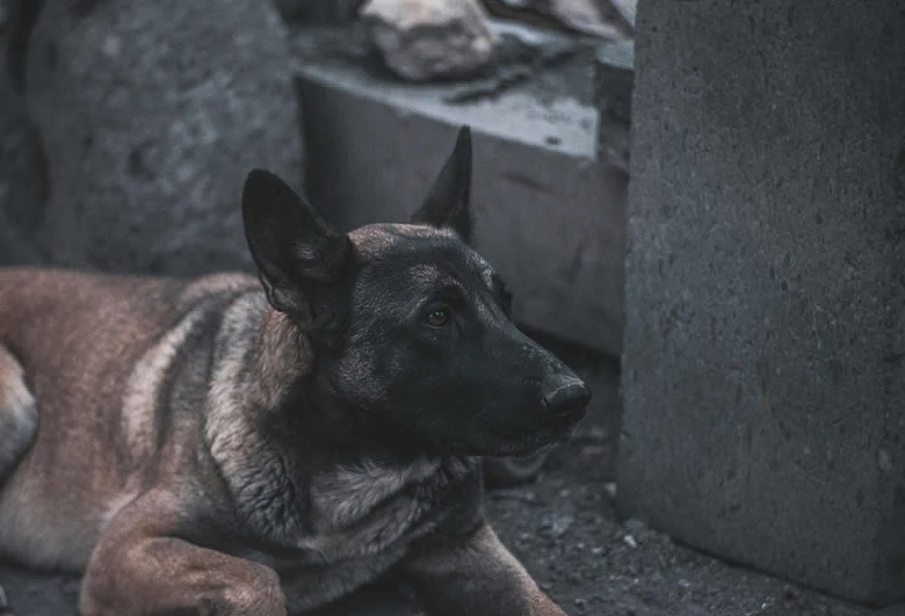 Custodia compartida de mascotas tras una separación: ¿es posible legalmente en España?